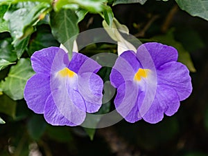 Flowers from Lekki Lagos Nigeria; Purple flower.  Thunbergia Erecta | Bush clock vine violet