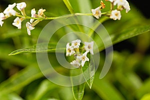 Flowers of lemon verbena Aloysia citrodora