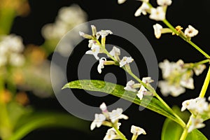 Flowers of lemon verbena Aloysia citrodora