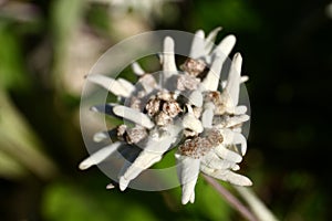 Leontopodium alpinum flowers