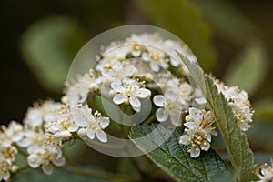 Flowers of a lesser whitebeam, Sorbus minima