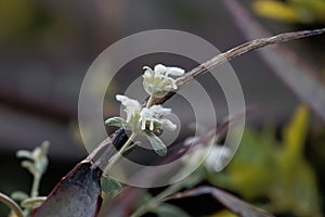 Flowers of Leucas songeana