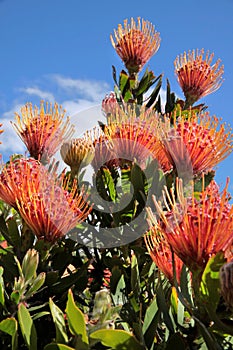 Flowers of Leucospermum cordifolium