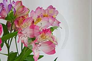 Flowers on a light background