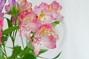 Flowers on a light background