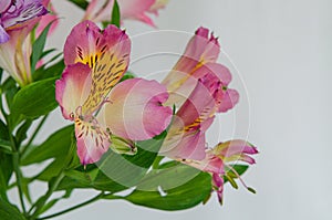 Flowers on a light background