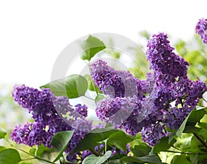 Flowers of lilac img
