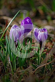 Flowers lilac crocuses on a background of green grass in spring