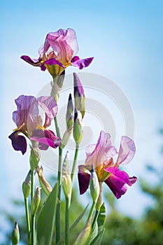 Flowers of lilac iris