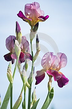 Flowers of lilac iris