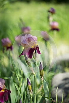 Flowers of lilac iris