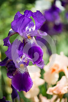 Flowers of lilac iris