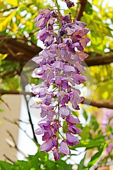 Flowers of lilac locust tree