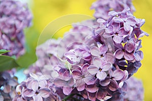 Flowers of the lilac plant blooming in late spring