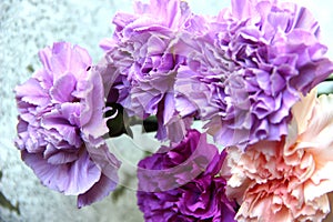 flowers lilac, purple, pink and mauve cloves. Five carnations in violet tones