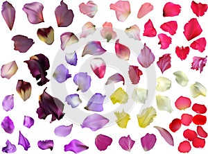 Flowers lilac and red petals isolated on white