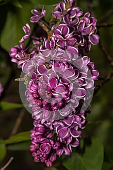 Flowers of Lilac `Sensation`