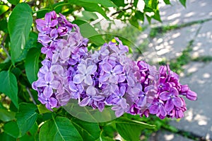 Flowers of Lilac tree photo