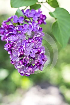 flowers of lilac tree at spring