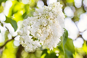 flowers of lilac tree at spring