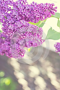 flowers of lilac tree at spring