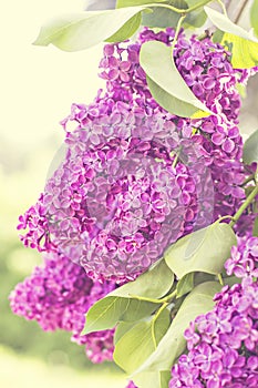 flowers of lilac tree at spring