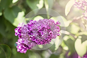 flowers of lilac tree at spring