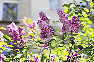 Flowers of lilac tree at spring