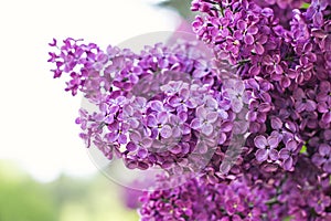 flowers of lilac tree at spring