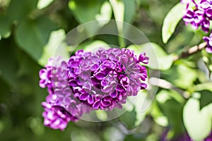 flowers of lilac tree at spring