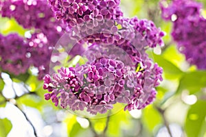 flowers of lilac tree at spring