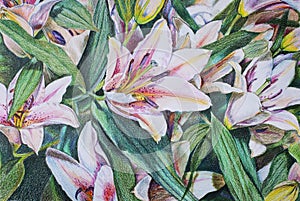 Flowers lilies with colored pencils