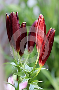 Flowers of Lilium dark secret is a Asiatic Lilies