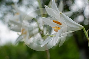 flowers of lily blooming in a garden