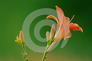 Flowers lily isolated on a green background