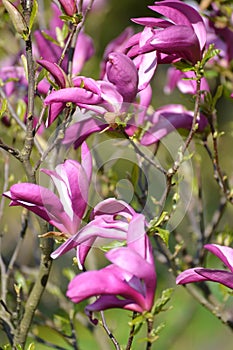 Flowers of a lily magnolia Magnolia liliiflora Desr. close up photo