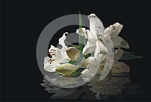 Flowers of the Lily and their reflexion in water