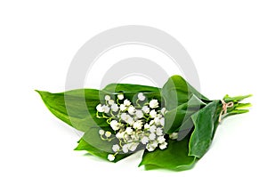 Flowers of Lily of the Valley