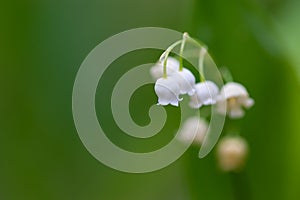 Flowers of lily of the valley photo