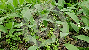 Flowers of lily of the valley. Delicate fragrant flower bloomed. Convallaria majalis. Slow motion.