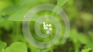 Flowers of lily of valley. Delicate fragrant flower bloomed. Convallaria majalis. Slow motion.