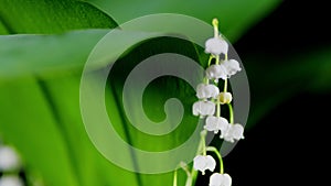 Flowers of lily of the valley with drop of water on stigma. Aroma flowers closeup. Convallaria majalis. Pan.
