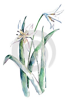 Flowers Lily of Watercolor. Illustration for Design.