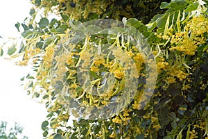 Flowers linden blossomed on the tree floral