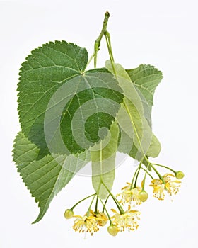 Flowers of linden-tree