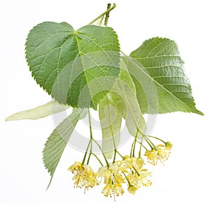 Flowers of linden-tree