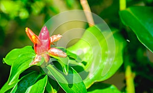 Flowers lined colorful stacked,Costus speciosus