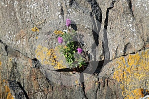 The flowers linger in the rock hole