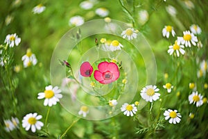 Flowers of Linum grandiflorum