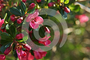 Flowers lit by sunlight. - Joyful colors - Beautiful small flowers in the sensational colors - France